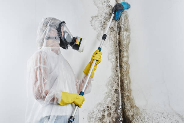 Best Residential Mold Removal  in Cottonwood, ID