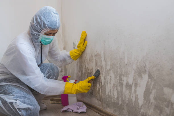 Certified Mold Removal in Cottonwood, ID