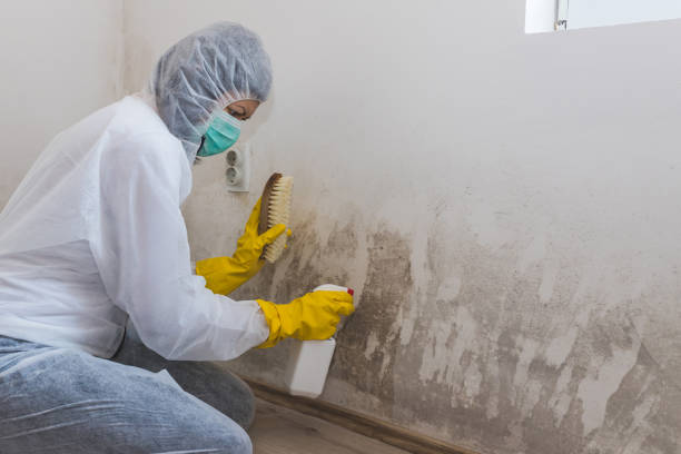 Best Certified Mold Removal  in Cottonwood, ID
