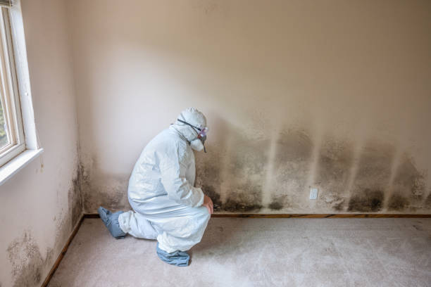Best Mold Testing  in Cottonwood, ID