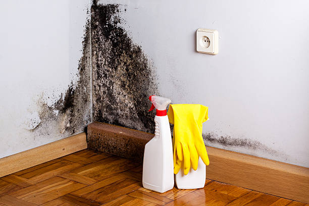 Best Toxic Mold Removal  in Cottonwood, ID
