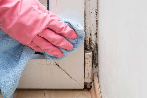 Mold Removal Process in Cottonwood, ID