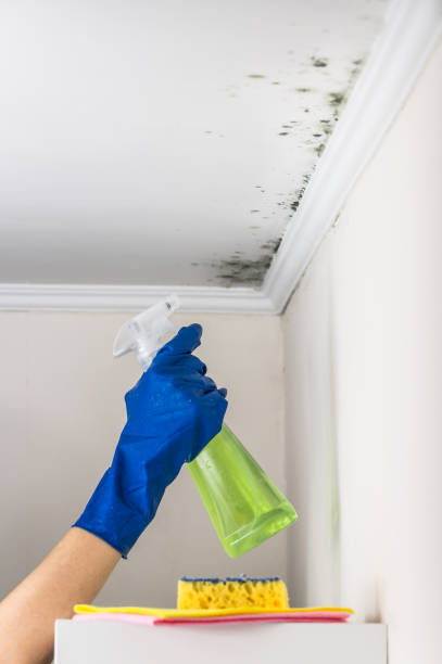 Best Mold Testing  in Cottonwood, ID