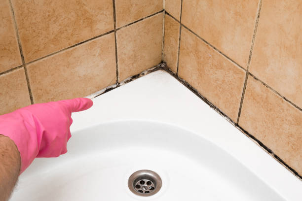 Mold Removal and Inspection in Cottonwood, ID